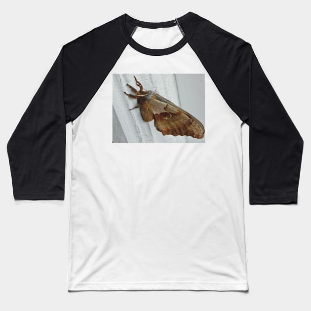 Gentle Giant Polyphemus Moth Baseball T-Shirt by Griffelkinn